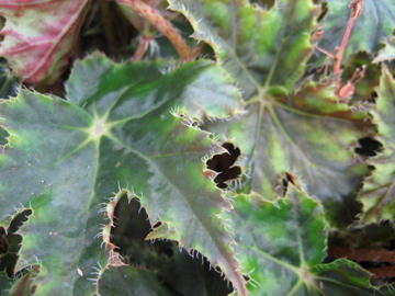 B. ‘Vermash’